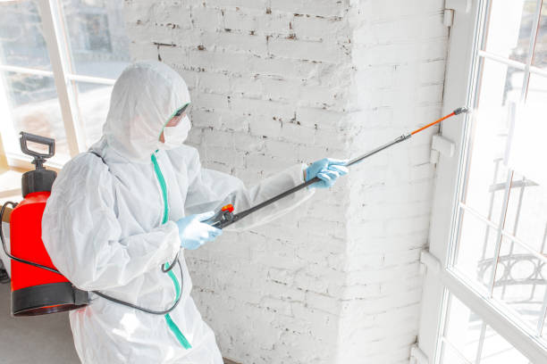 Best Environmental Consulting for Mold Prevention  in Hudson, TX