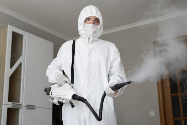 Best Basement Mold Removal  in Hudson, TX